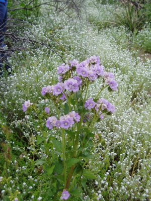 large-flowered phacelia amid popcorn flowers