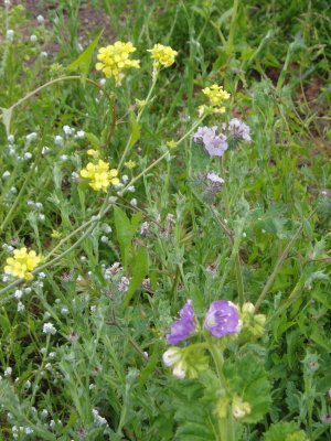 mustard and phacelias