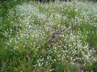 blue dicks and popcorn flowers