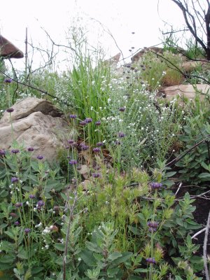 chias and popcorn flowers