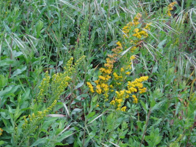 golden rod