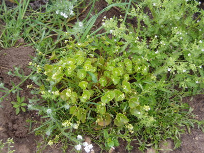 miners lettuce