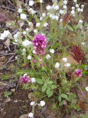 owls clover