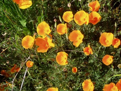 poppies