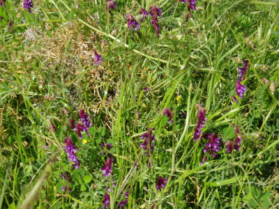 winter vetch