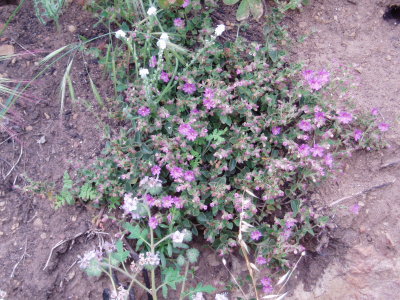 sage_ranch
