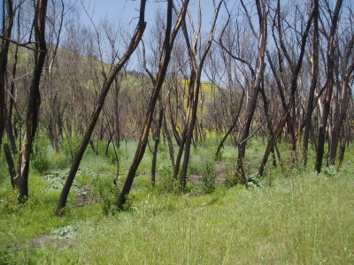 ahmanson_ranch
