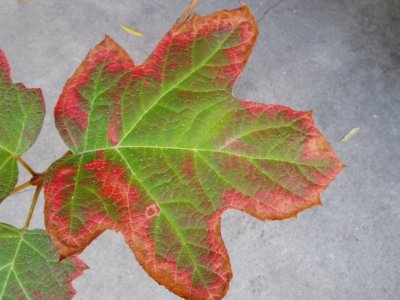 oakleaf hyrdrangea.