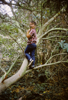Rand up the tree