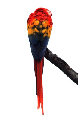 scarlet macaw