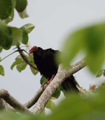 costa_rica_birds