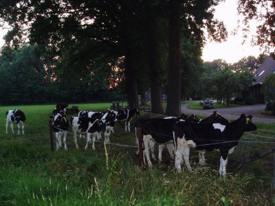 curious cows at dusk