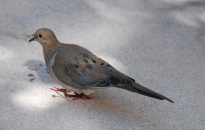 dove_story