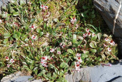 red-stemmed saxifrage