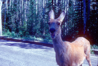 g6/92/595892/3/85349995.9077skPs.jpg