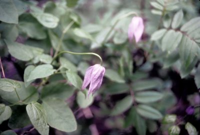 clematis