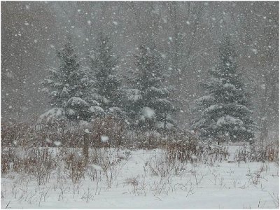 snow trees