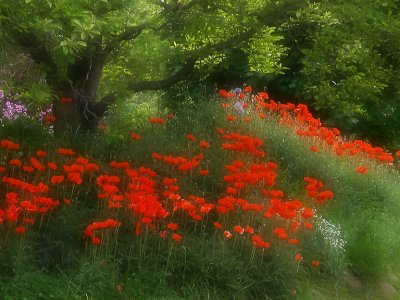 poppygarden