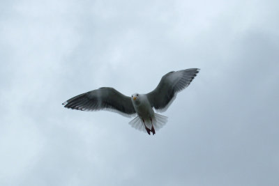 Seagull