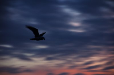 Seagull at Ocean Shores Washington