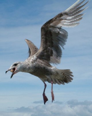 Seagull with Food