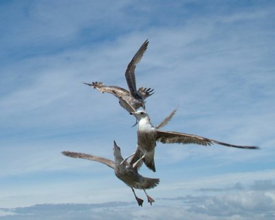 Seagulls