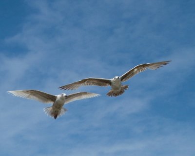 More Seagulls