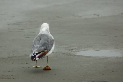 Walking Seagull