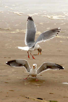 Fighting gulls.JPG