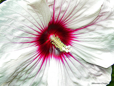 white hibiscus up close