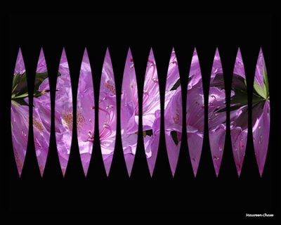 slices of rhododendron