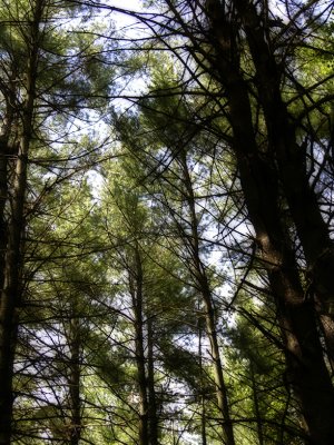 tall trees in forest
