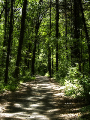 path into the forest