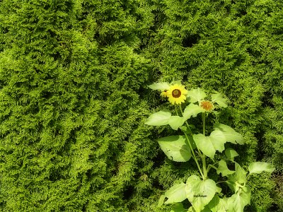 Sunflower Against Green Wall