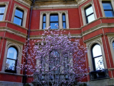 blossoms on Marlborough Street 1