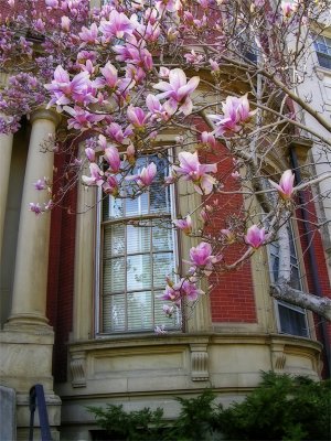 blossoms on Marlborough Street, Back Bay