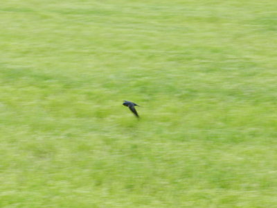 barn swallow Ft monroe 0513 a.JPG