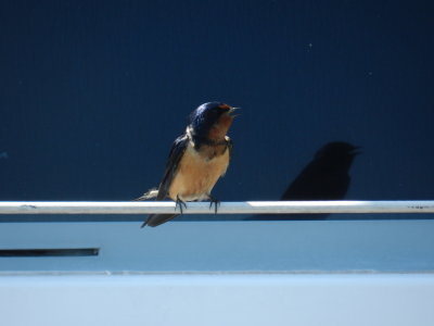 barn swallow Salt Ponds 0513 a.JPG