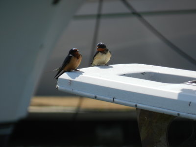 barn swallow Salt Ponds 0513 d.JPG