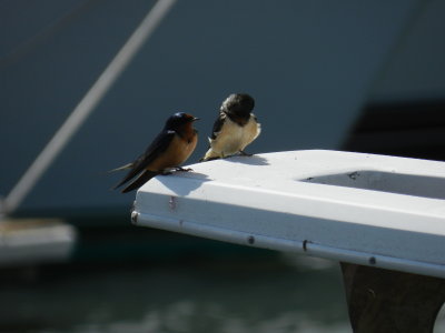 barn swallow Salt Ponds 0513 e.JPG