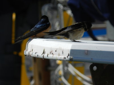 barn swallow Salt Ponds 0513 i.JPG