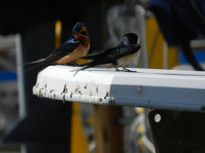 barn swallow Salt Ponds 0513 j.JPG