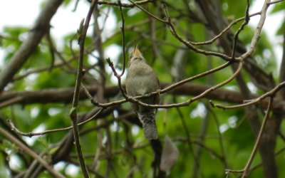 House Wren Ft monroe 0513 b.JPG