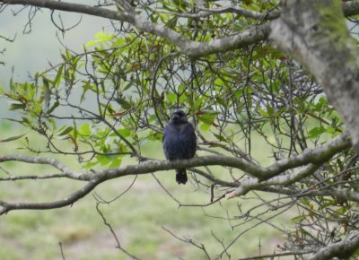 Indigo Bunting a.JPG