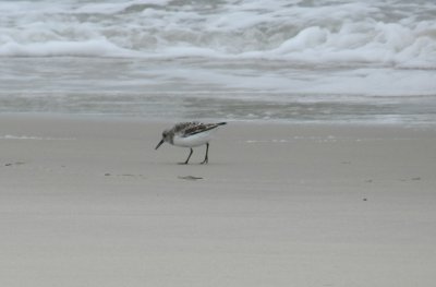 Sanderling a.JPG