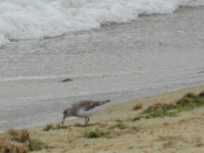 sanderling b.JPG