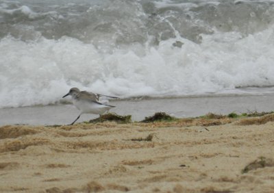 sanderling c.JPG