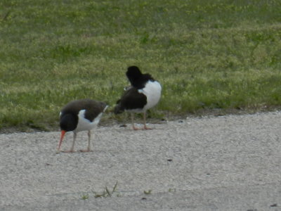 Oystercatcher b.JPG