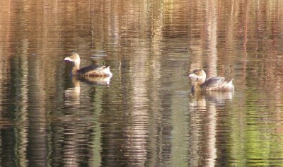 Grebe Pied Billed Sandy Bottom 12-06d.jpg