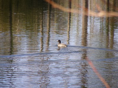 Coot 12-06a.JPG